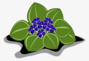300x206 African Violets Plants Pansy Drawing Marsh Blue Violet