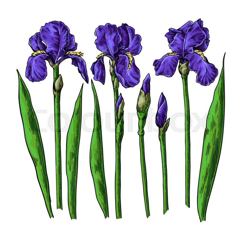 800x785 Iris Flower And Leaves Drawing Vector Stock Vector Colourbox