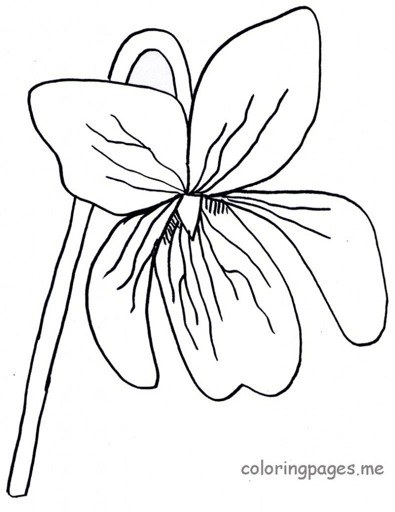 789x1024 Flower Coloring Pages, Flowers