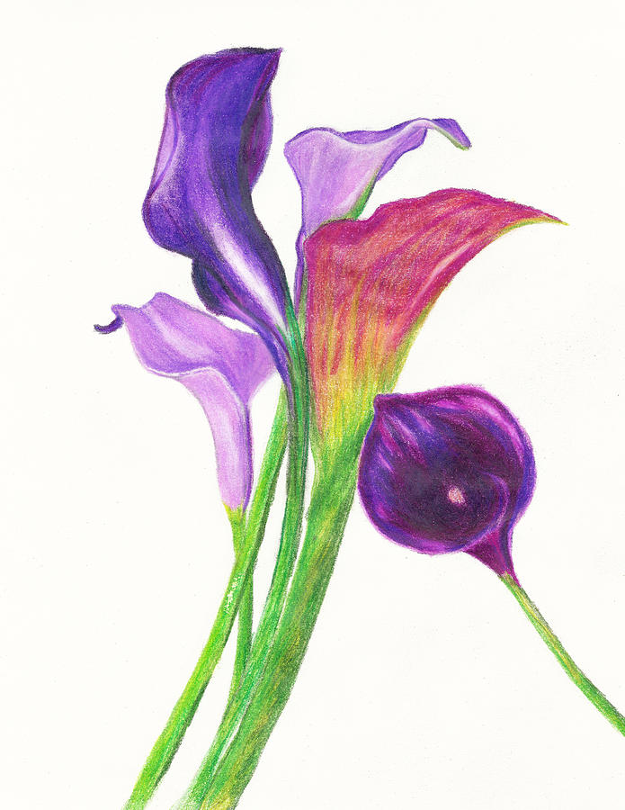 695x900 violet calla lillies drawing