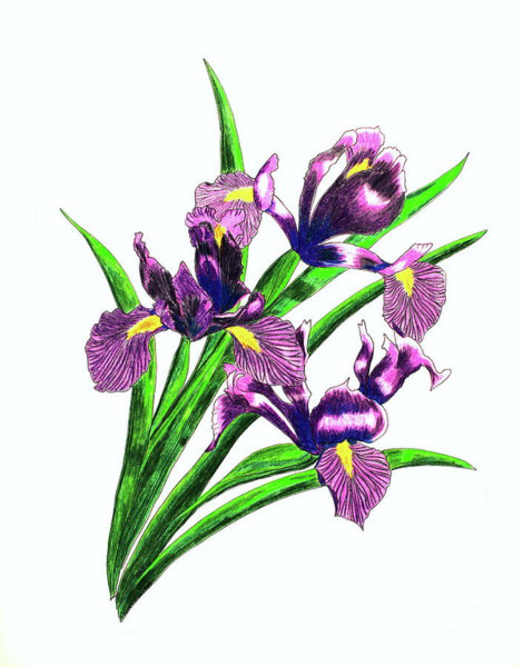 470x600 Violet Flower Drawings
