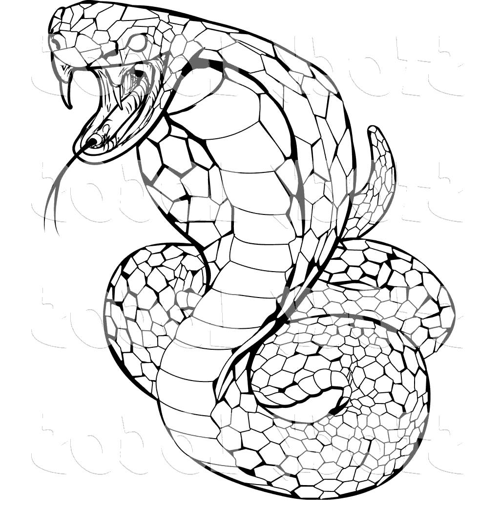 Collection of Anaconda clipart | Free download best Anaconda clipart on ...