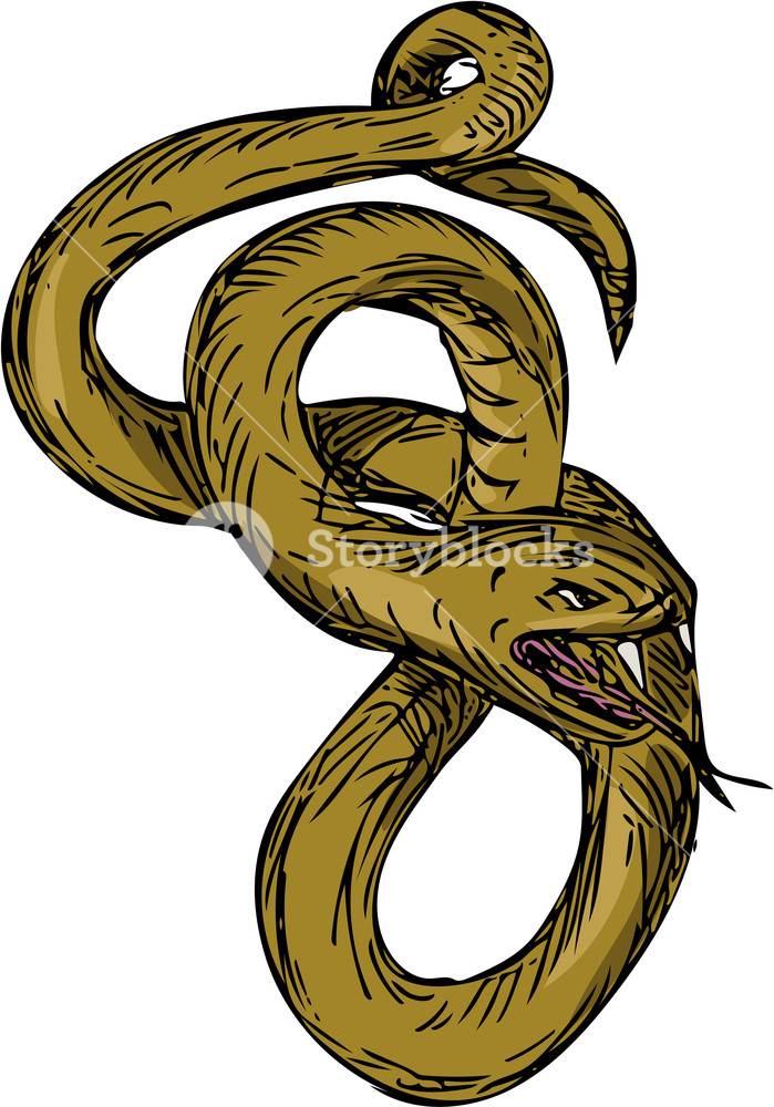 699x1000 Drawing Sketch Style Illustration Of A Viper Snake Coiling Up
