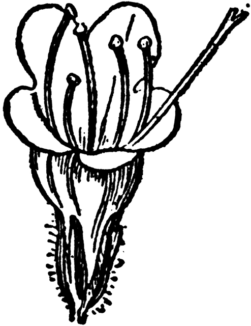 494x640 Viper's Bugloss Clipart Etc