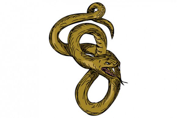 580x387 Viper Coiled Ready To Pounce Drawing