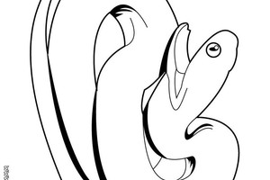 300x200 Black Viper Snake Drawings, Coral Snake Coloring Page, Black Mamba