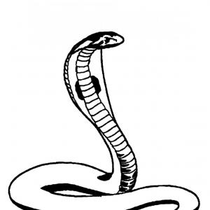 300x300 Cobra Snake Drawing Cobra Drawing At Getdrawings Free For Personal