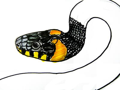 400x300 How To Draw A Grass Snake