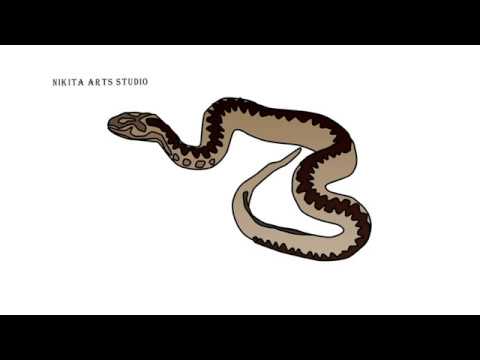 480x360 European Adder Snake Drawing Tutorial Part