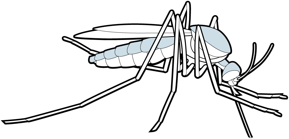 1000x480 Parasitism Drawing Step