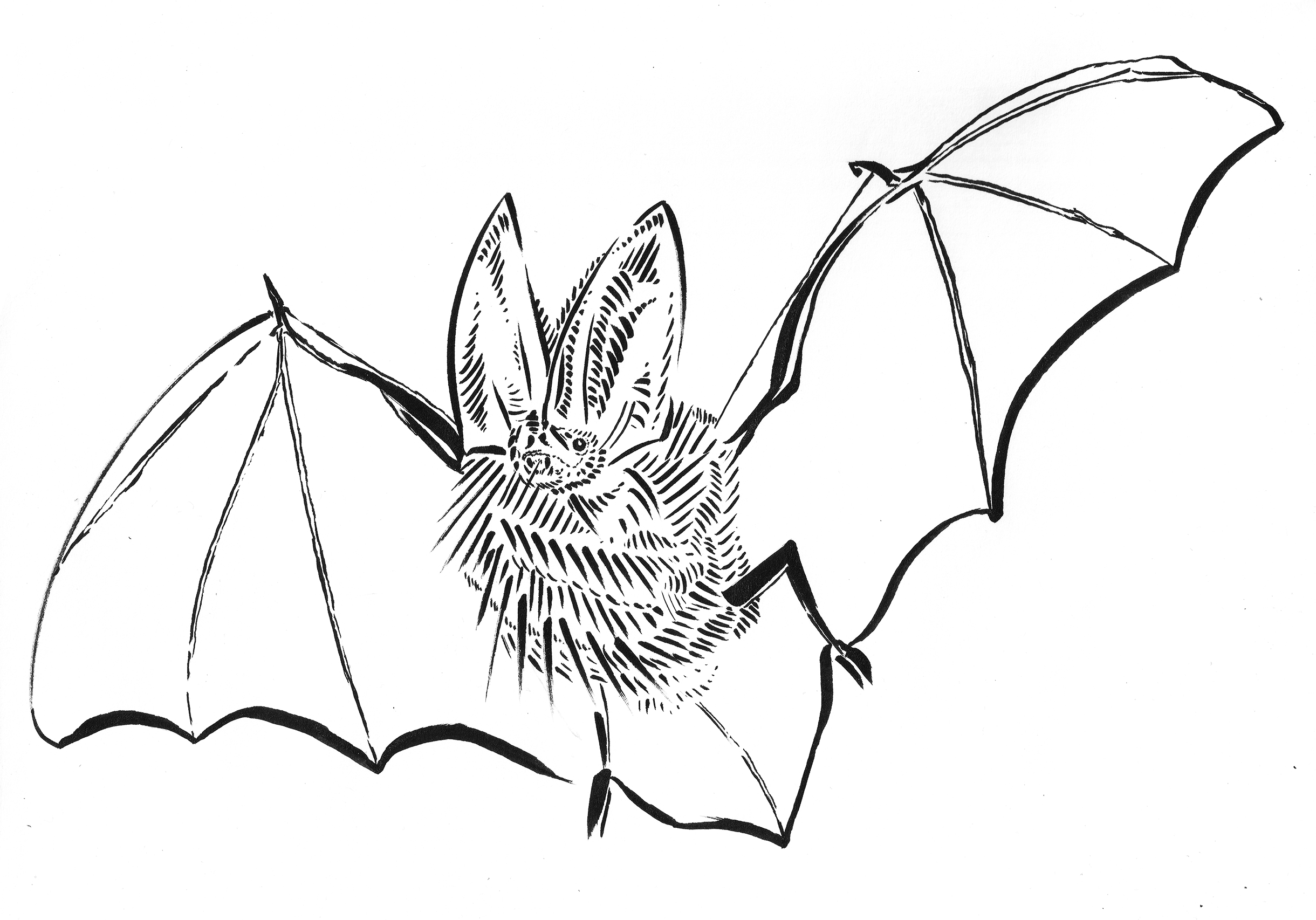 2440x1706 virginia big eared bat drawing