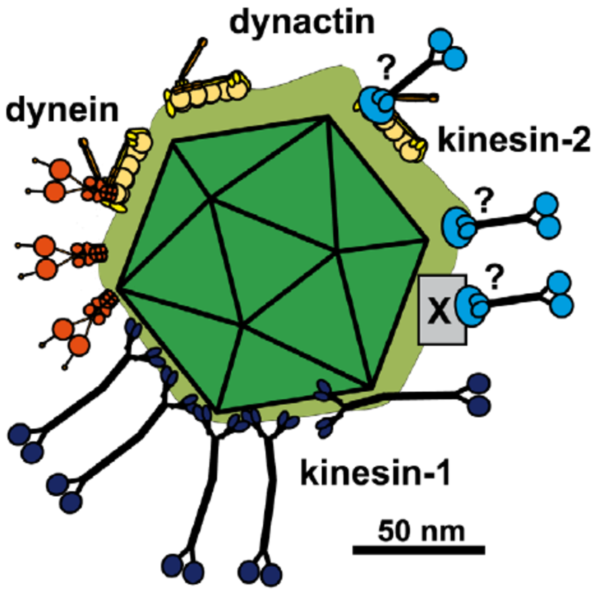 850x846 Scale Drawing Of A Viral Capsids Exposing Inner Tegument