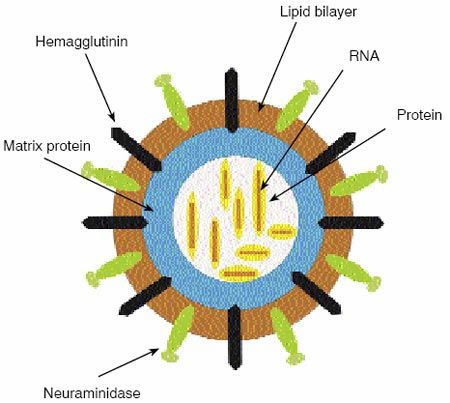 450x403 this is a stylized drawing of an influenza virus within the virus