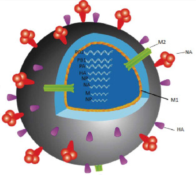 677x607 Type A Influenza Virus Drawing Made