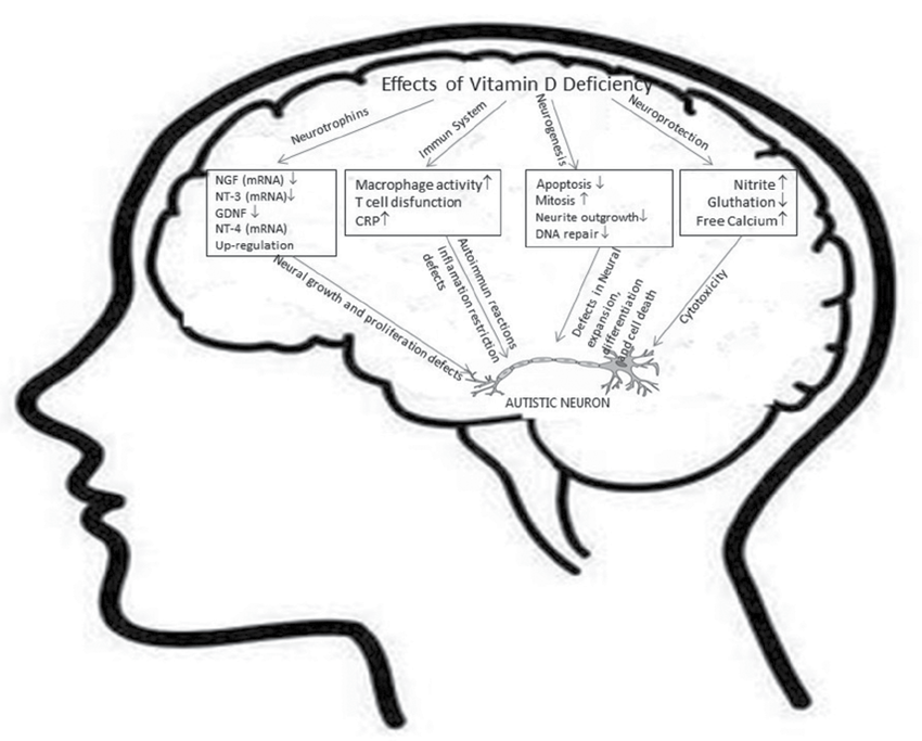 850x683 how vitamin d deficiency might form an 'autistic' neuron