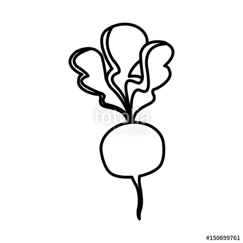 500x500 beet vegetable nutrition vitamin food line vector illustration