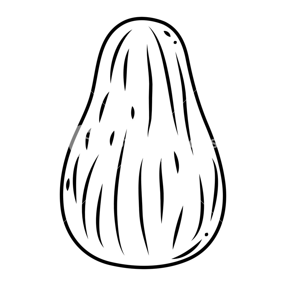 1000x1000 Line Delicious Avocado Fruit Organic Vitamin Vector Illustration