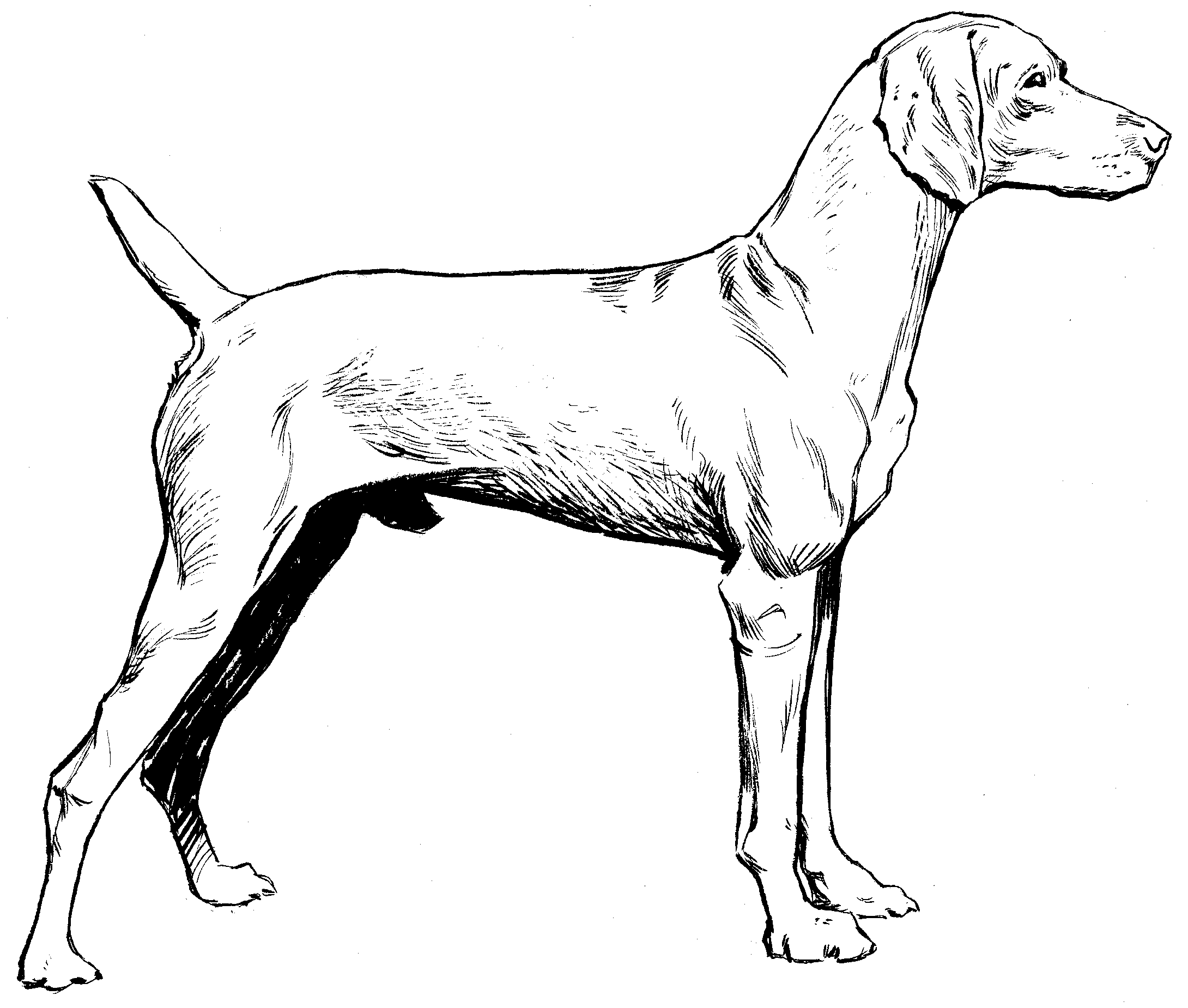 2180x1850 Filevizsla