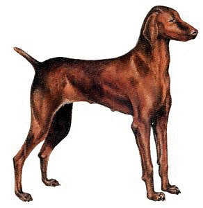 292x300 free hungarian vizsla clipart