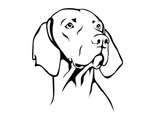 300x240 Magyar Vizsla