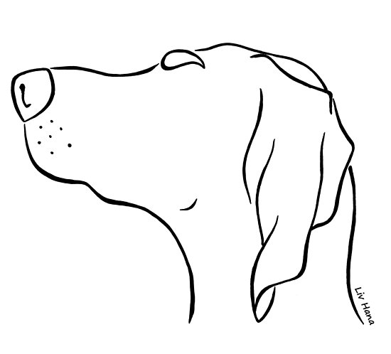 550x498 Magyar Vizsla Silhouette Outline Posters