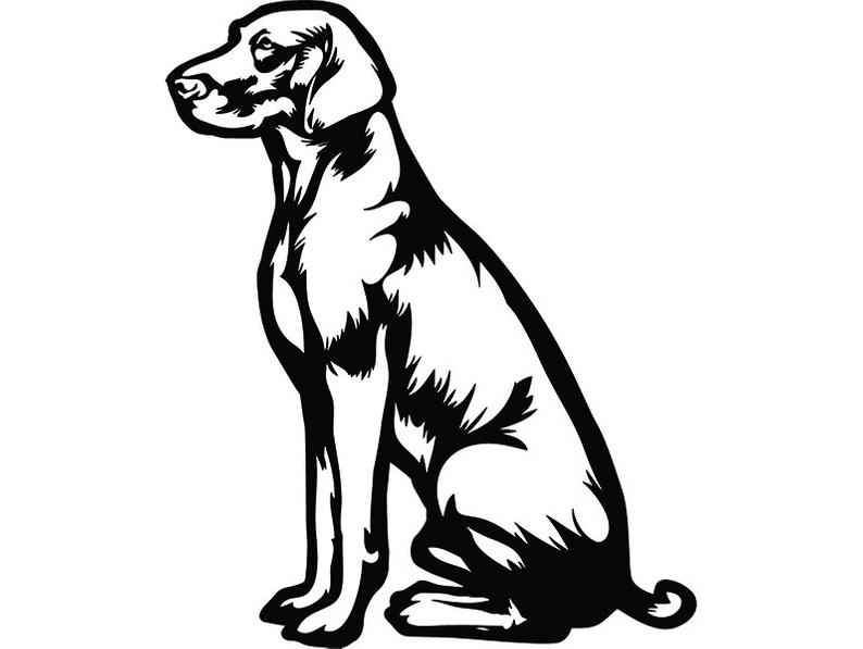 794x597 vizsla dog breed pedigree canine purebred k pet hound etsy