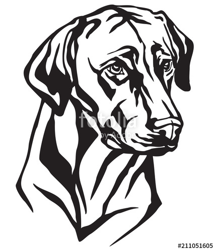 429x500 Decorative Portrait Of Dog Rhodesian Ridgeback Vector Illustration