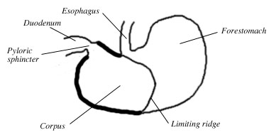 389x197 Why Rats Can't Vomit