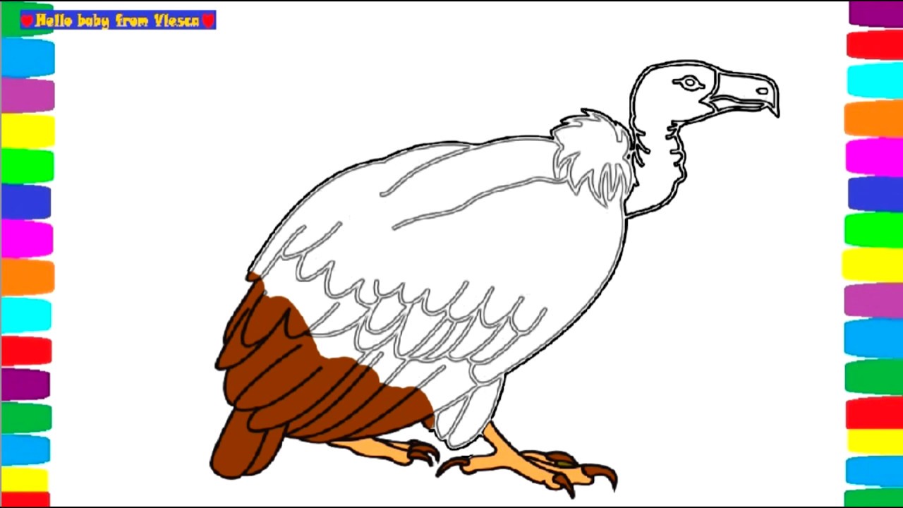 1280x720 How To Draw Vulture Animal Coloring Pages Book Learn Colors