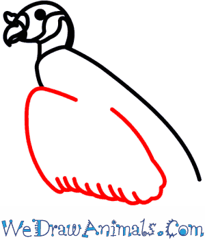300x350 How To Draw A King Vulture