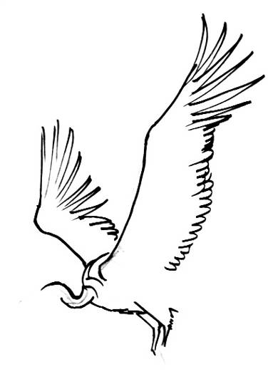 383x539 How To Draw A Vulture