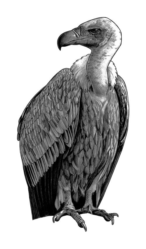 500x850 vulture a drawing of a vulture tim maclean