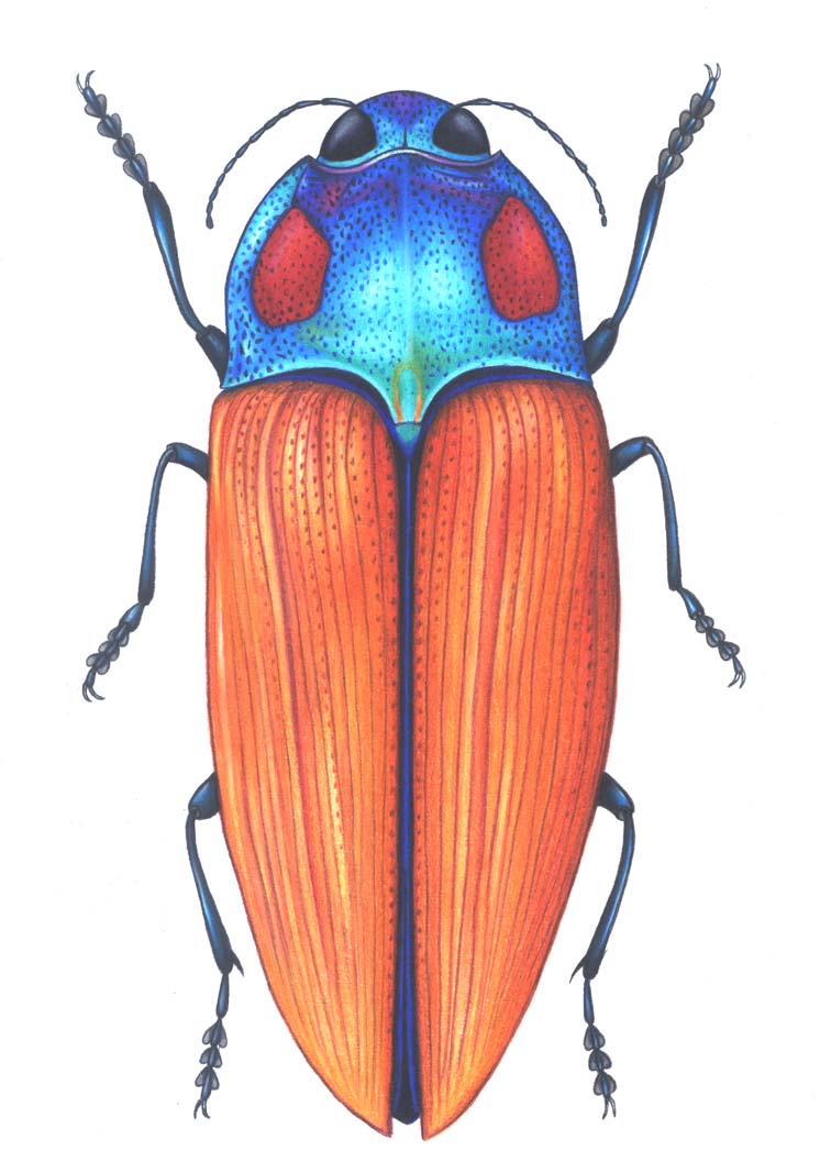 746x1067 Vw Beetle Classic Drawing Bug Pen And Ink Bark Game Images Beatles