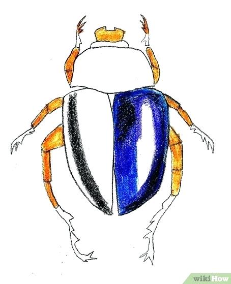 454x559 how to draw a beetle beetle draw through turbo