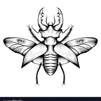 336x336 blister beetle drawing pictures pen black vw classic blue tutorial