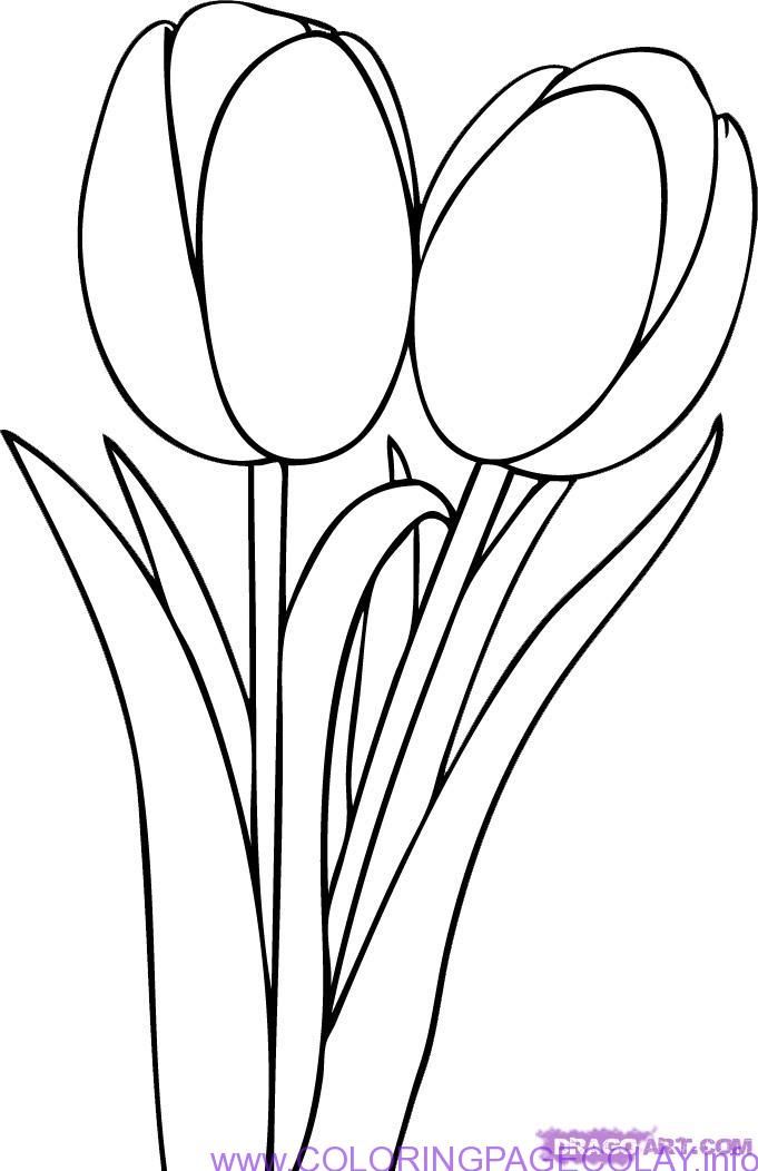 681x1052 Drawing In Tulip Drawing, Drawings
