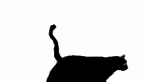 480x270 Drawing Cats Gifs
