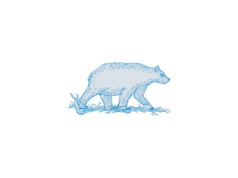 800x600 Polar Bear Walking Side Drawing