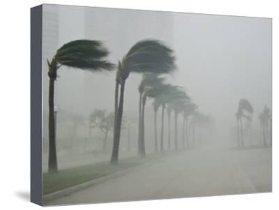 400x301 palms blow in mile per hour winds as hurricane wilma hits land