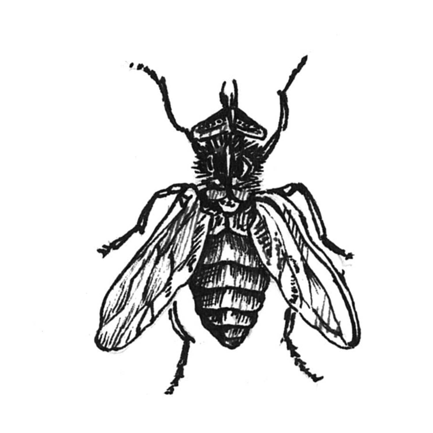 1500x1500 fly on the wall intricate ink print rory dobner