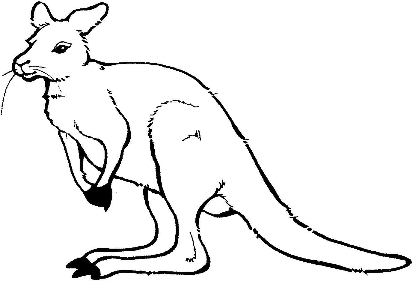 Wallaby Drawing