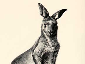 290x217 Don Milner, Australia Artist, Painter, Portrait, Landscape