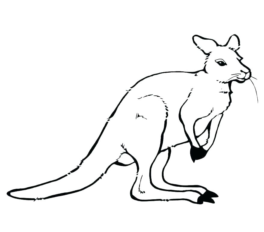 Wallaby Drawing | Free download on ClipArtMag