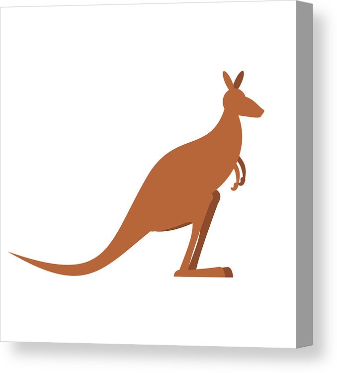 678x750 kangaroo isolated wallaby on white background australian animal