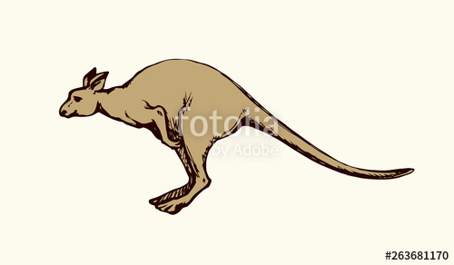 500x292 Kangaroo Vector Drawing Stock Image And Royalty Free Vector