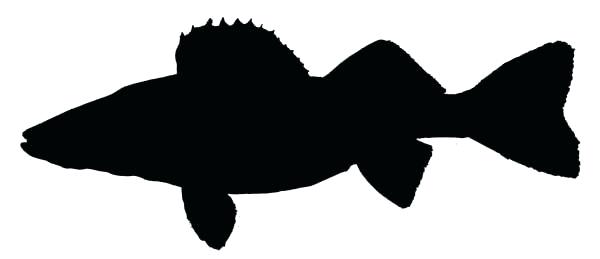 600x259 Walleye Skeleton Free Fish Tattoo Direitodigital