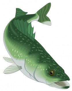 250x316 Walleye Vector Drawing, Picture
