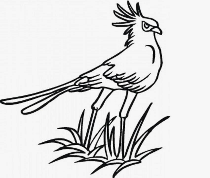 851x720 Colours Drawing Wallpaper Beautiful Bird Colour Drawing Hd