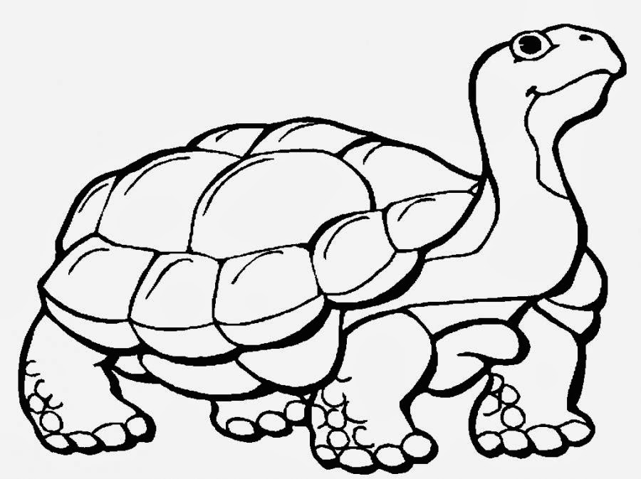 900x673 Colours Drawing Wallpaper Turtle Cartoone Colour Drawing Hd Wallpaper