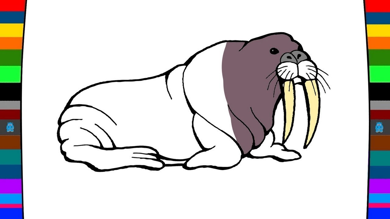 Walrus Drawing